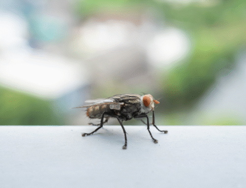Why Flies Keep Getting In (Old Windows Might Be to Blame)